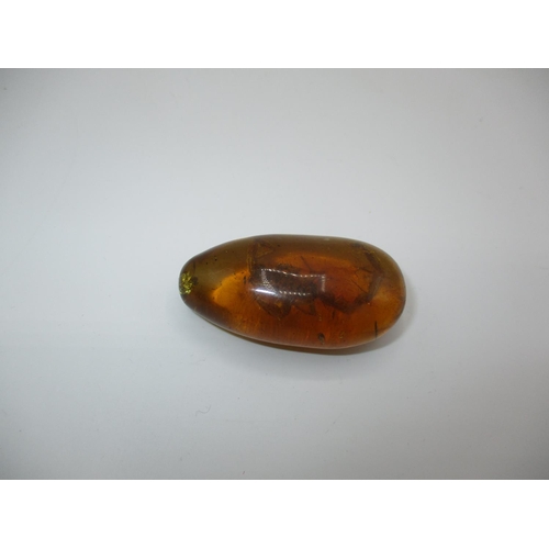 343 - Oval Amber Type Stone with Scorpion Inclusion