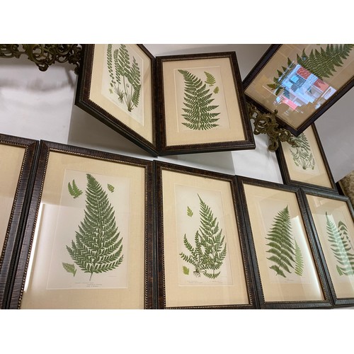 37 - A set of twelve antique coloured prints of fern leaves after Anne Pratt, mounted, framed and glazed ... 