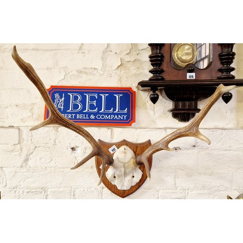 117 - Stag antlers mounted on an oak shield