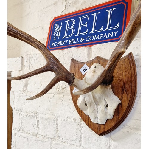 117 - Stag antlers mounted on an oak shield