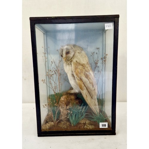 119 - Taxidermy cased and mounted barn owl