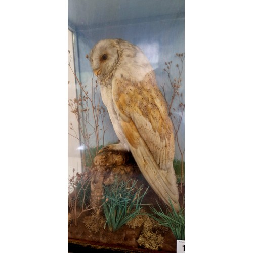 119 - Taxidermy cased and mounted barn owl