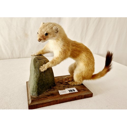 103 - Taxidermy, a winters stoat