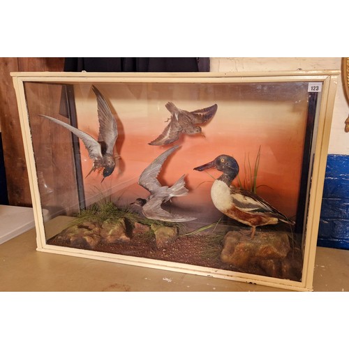 123 - Edwardian cased taxidermy bird group comprising 2 terns, snipe in flight and shoveler duck