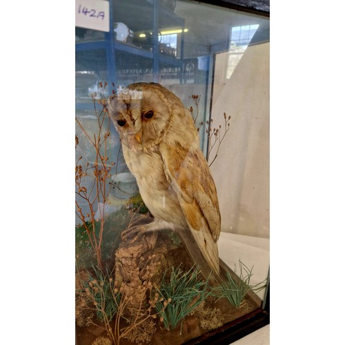 142A - Taxidermy cased barn owl