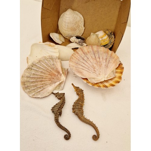 255 - Collection of scallop seashells and two dried seahorses