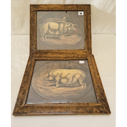 33 - Two framed prints of sows in an interior