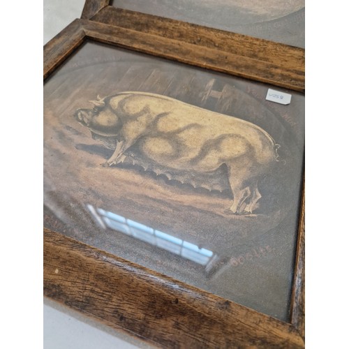 33 - Two framed prints of sows in an interior