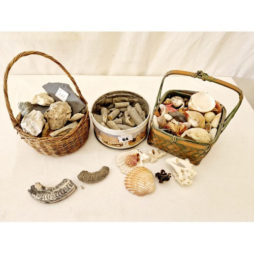 64 - Collection of fossils, geology specimens and seashells