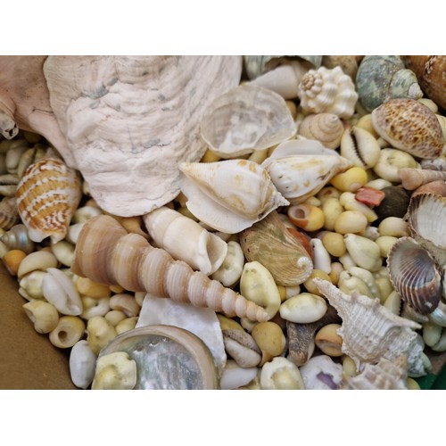 85 - Collection of various polished and other seashells