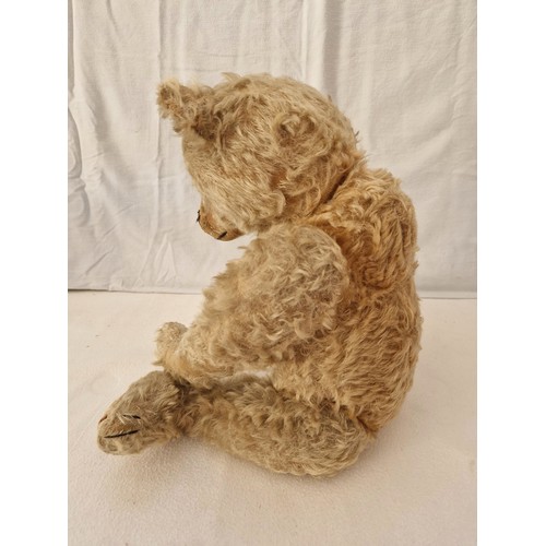 239 - An Edwardian Steiff teddy bear, play worn along with photograph of a boy with possibly the bear, wai... 