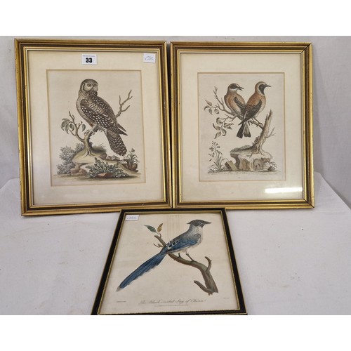 33 - Three coloured ornithological prints, two by George Edwards