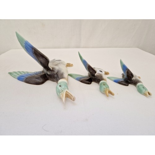 60 - A set of 3 reproduction ceramic graduated flying mallards