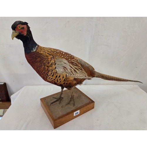 125 - Taxidermy, cock pheasant on wooden plinth