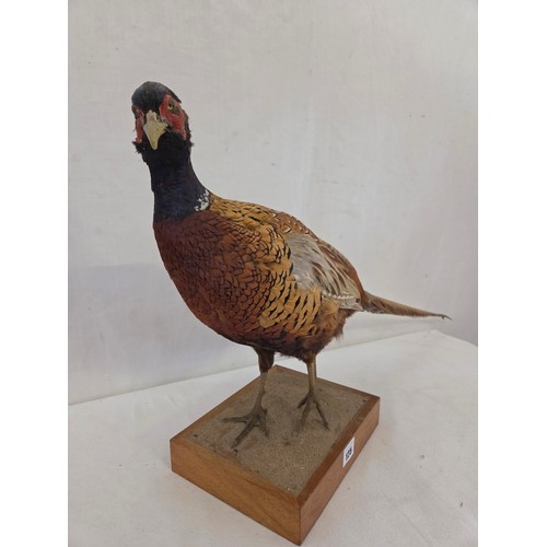 125 - Taxidermy, cock pheasant on wooden plinth
