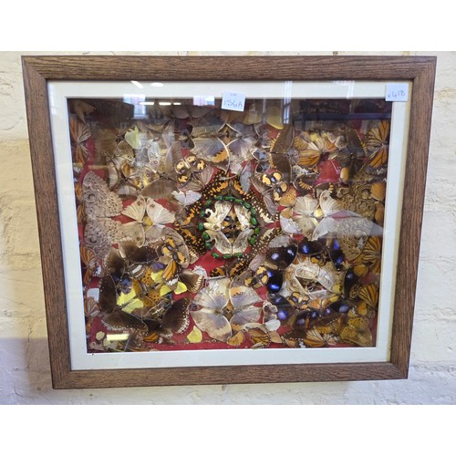 156A - Box collage of pinned butterflies