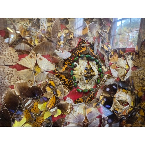 156A - Box collage of pinned butterflies