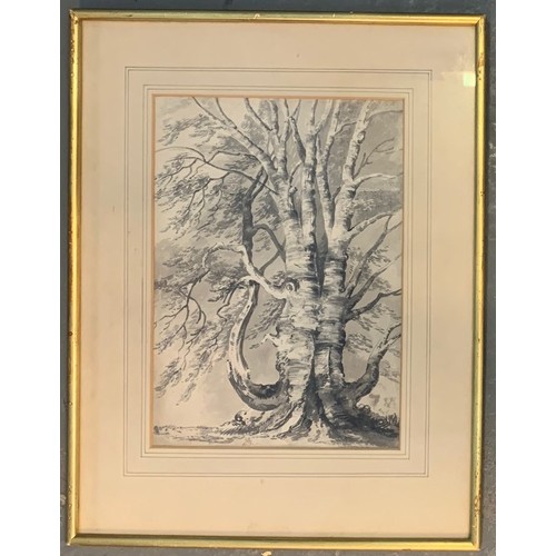 100 - Thomas Barker of Bath (British 1769-1847), study of an ancient tree, sepia wash, signed with initial... 