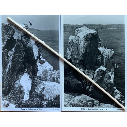 47 - Five real photographic postcards by Norman Grut, Seabirds of Sark (5).