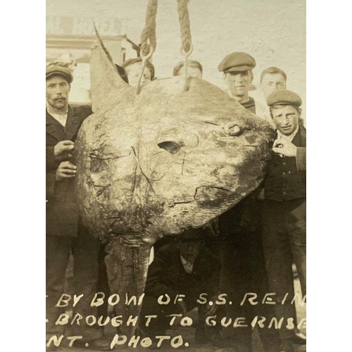 118 - Real photographic postcard by N. Le Cheminant Guernsey, Sun Fish hit by bow of S.S.Reindeer off Jers... 