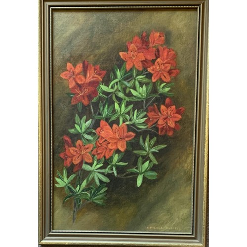 54 - Vivienne Russell, (Guernsey 20th century) Azaleas, oil on board, signed, 20 x 32cm.