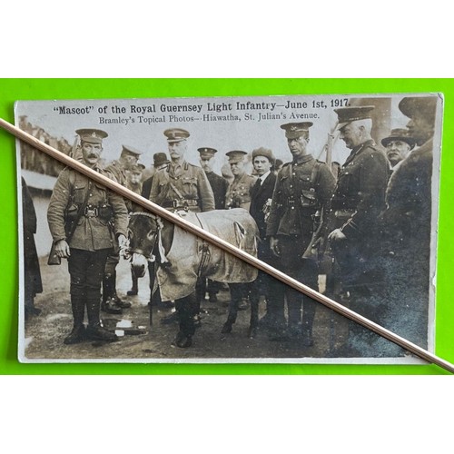 140 - Real photographic postcard by Thomas Bramley Guernsey, Mascot of the Royal Guernsey Light Infantry -... 