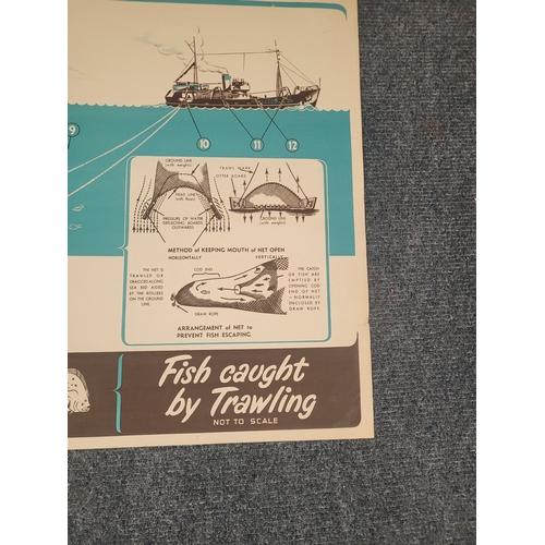 100 - Vintage poster on the process of Trawling  - circa 1970s.
20 x 30 inches