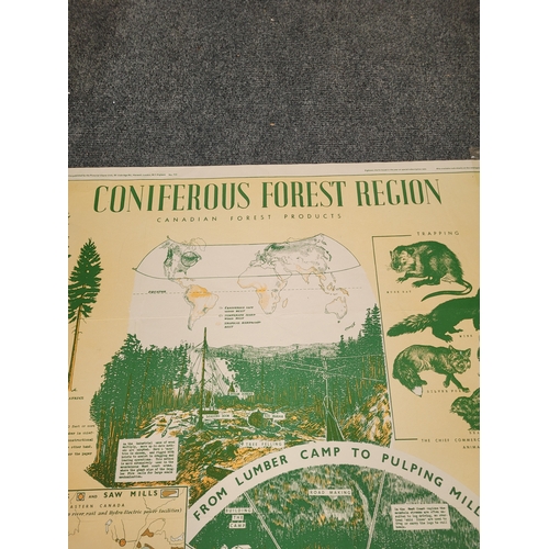 111 - Poster about Canadian Forest Products and Coniferous  Forests..
30 x 40 inches