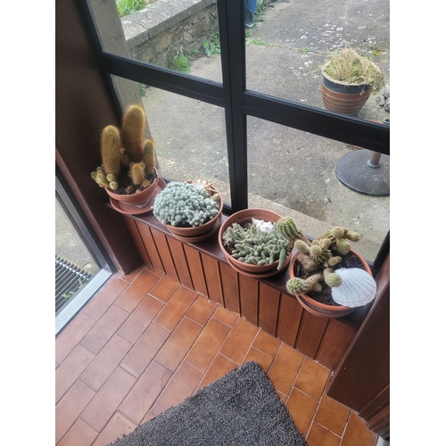 60 - A collection of Cactus Plants