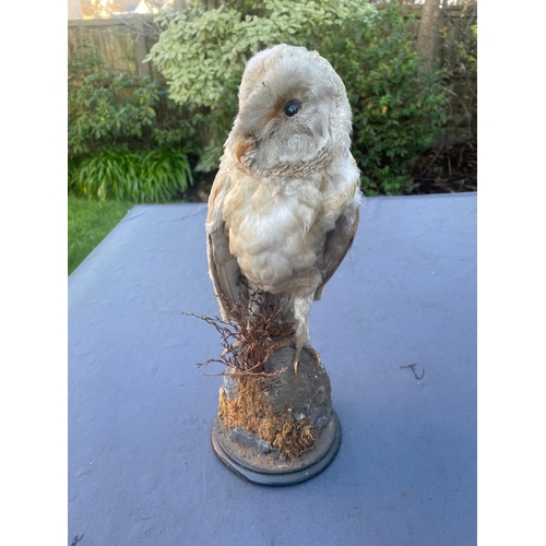 336 - Taxidermy barn owl. Mounted by Rohu and Sons Cork.