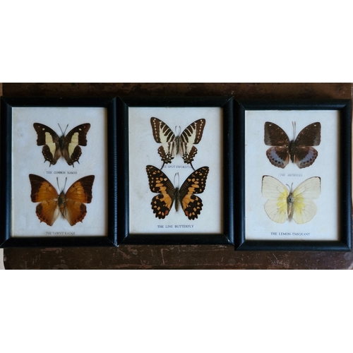 261 - Butterfly specimens x3.