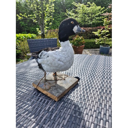 230 - Taxidermy. The Common Golden eye.