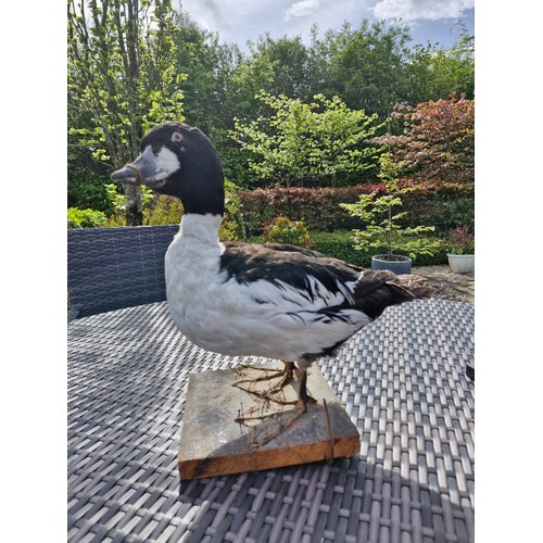 230 - Taxidermy. The Common Golden eye.