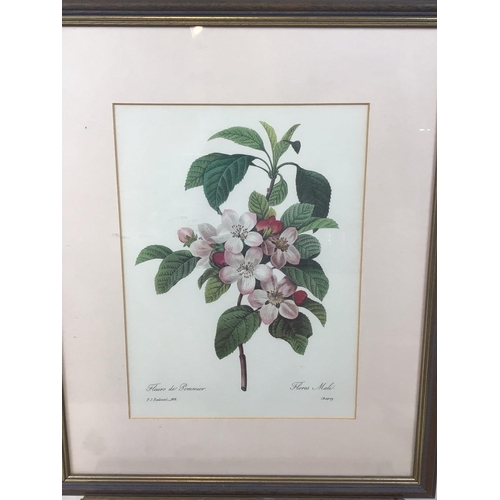 16 - 4 framed prints of Pierre-Joseph Redoute (1759-1840) stipple engravings of flowers. Good condition.... 