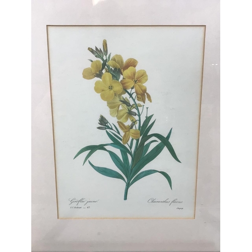 16 - 4 framed prints of Pierre-Joseph Redoute (1759-1840) stipple engravings of flowers. Good condition.... 