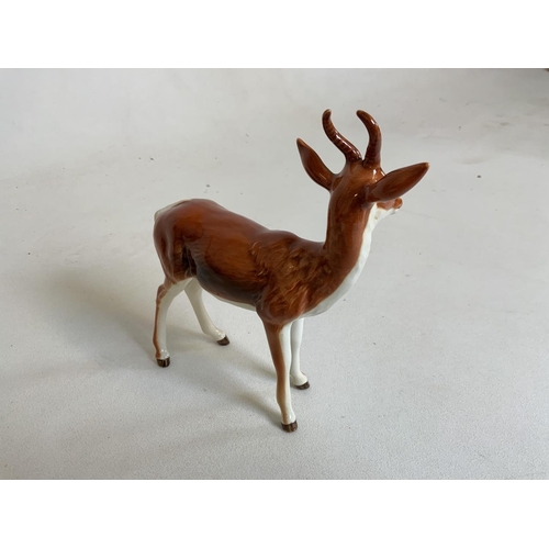 54 - A rare Beswick Springbok - in good condition. Model 1048H:18cm