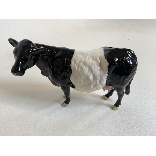 59 - Beswick. A Belted Galloway cow with pink nose and udder> stamped Beswick to underbelly Also with ori... 