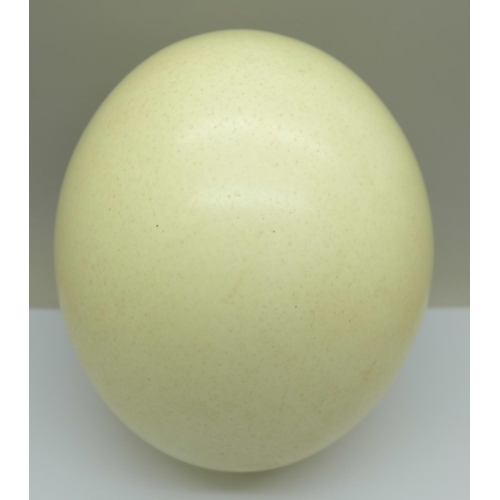 673 - An ostrich egg