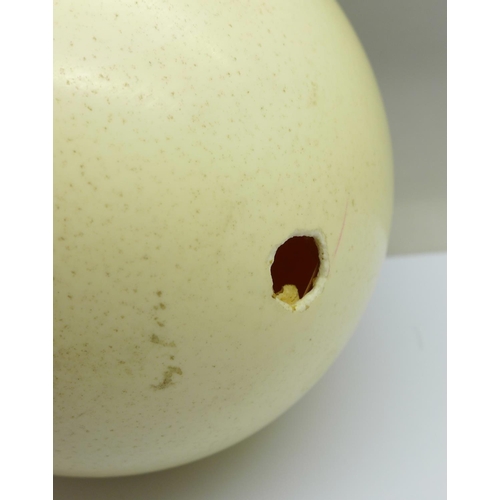 673 - An ostrich egg