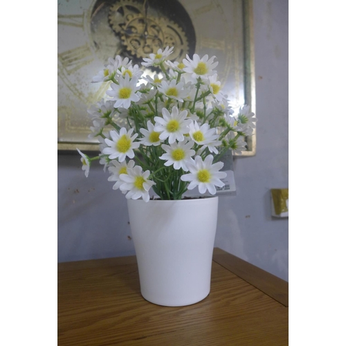 1444 - A potted summer daisy (54841807)   #