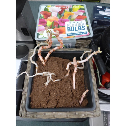 3176 - Two Mixed Pre-Planted Bulbs     (190B-28, 29)   * This Lot Is Subject To Vat