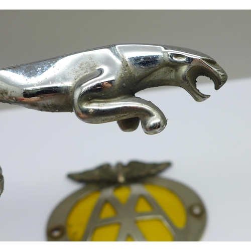 820 - Two Jaguar car mascots and an AA badge
