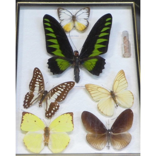 676 - A collection of five framed and mounted butterflies