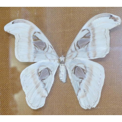 676 - A collection of five framed and mounted butterflies