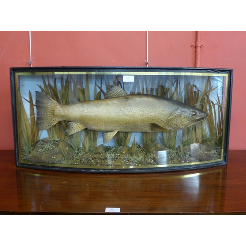 49 - A taxidermy fish, Brown Trout, 9lb 1oz, Caught by M. Sheffield, cased