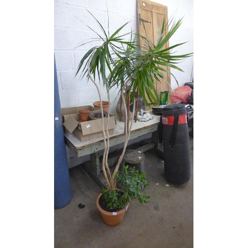 2435 - Plant - Money tree in terracotta plastic pot