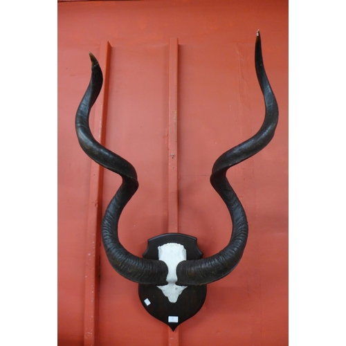 63 - A pair of mounted African kudu antlers, 98cms h