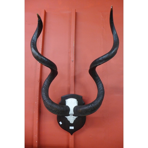 63 - A pair of mounted African kudu antlers, 98cms h