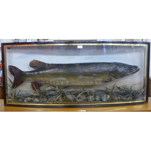 64 - A Scottish taxidermy pike, Caught In Clunie Loch By W.L.M., Oct'r 22nd 1919. Weight 22lbs, taxidermi... 