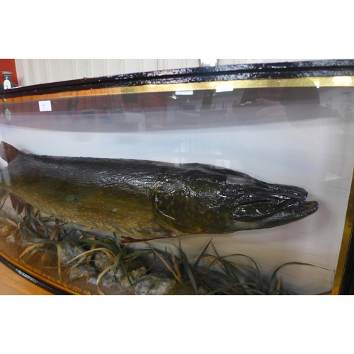 64 - A Scottish taxidermy pike, Caught In Clunie Loch By W.L.M., Oct'r 22nd 1919. Weight 22lbs, taxidermi... 